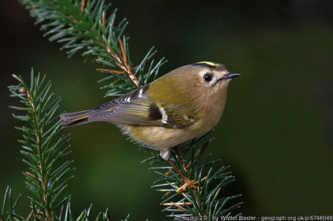 Goldcrest perched on a pine branch